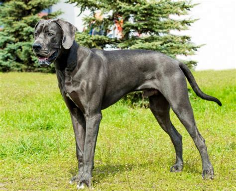 36 Top Images Blue Great Dane Puppies For Sale / Blue Great Dane Bitch ...