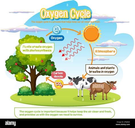 Oxygen Cycle Diagram for Science Education illustration Stock Vector ...