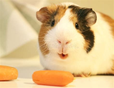 Cute and Funny Guinea Pig is Eating a Carrot Stock Image - Image of ...