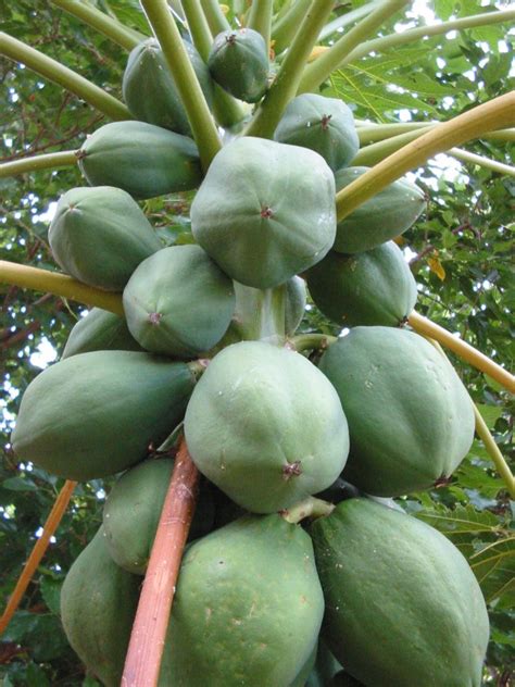 Free Papaya Tree Stock Photo - FreeImages.com