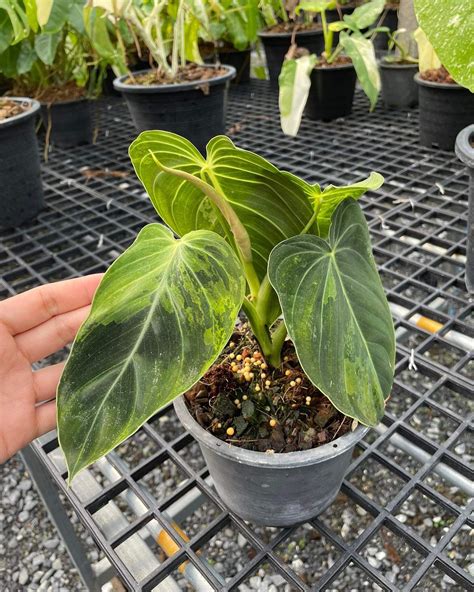 Philodendron melanochrysum "melano" variegated