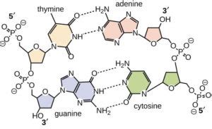 DNA Structure & Function: A Simple Guide for Beginners