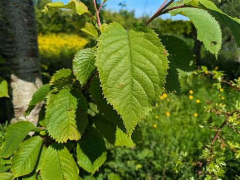 How to Identify a Wild Cherry Tree (Prunus avium)