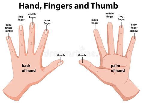 Diagramme Montrant Les Mains Humaines Illustration de Vecteur ...