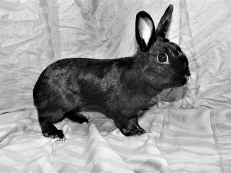 Havana Rabbit Breed: Mink of the Rabbit Family - The Rabbit Hop