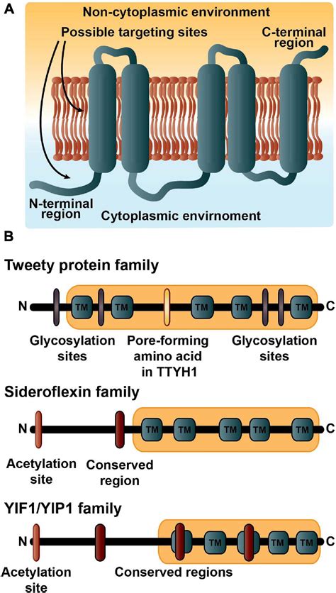 Rhesus Transmembrane Protein Complex