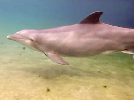 Check out this incredible footage of a dolphin giving birth - CBS News