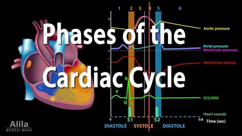 The Cardiac Cycle, Animation | Cardiac cycle, Cardiac, Cardiac nursing