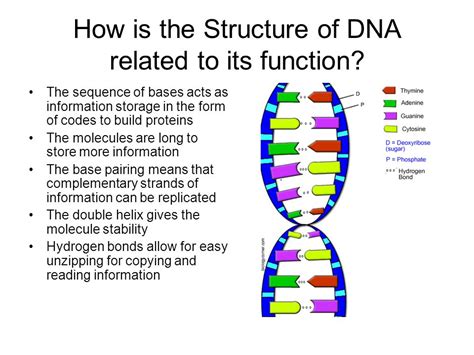 DNA:Structure and function,Protein Synthesis - Parker S AP bio 3rd period