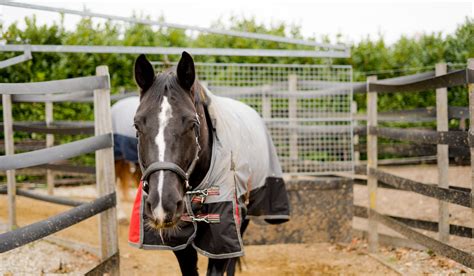 Horse Hot Walker Types, Prices, Uses & Safety - Helpful Horse Hints