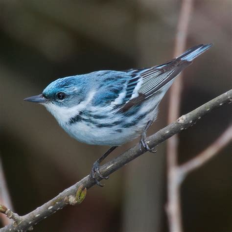 Cerulean warbler - Wikipedia