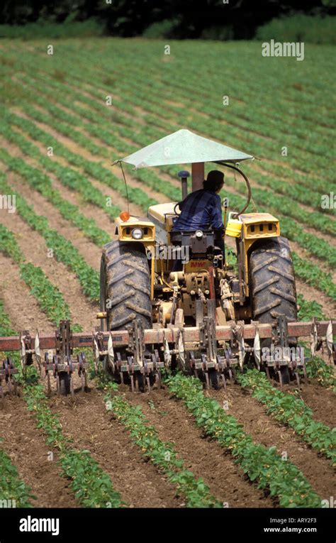 Cultivating vegetables in the truck farming region of Ruskin Florida ...