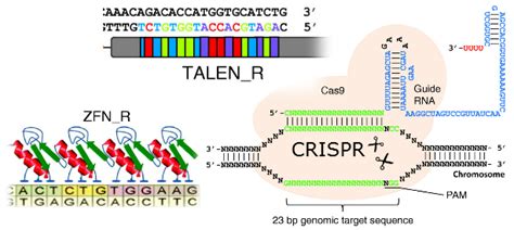 Disruptive CRISPR gene therapy is 150 times cheaper than zinc fingers ...