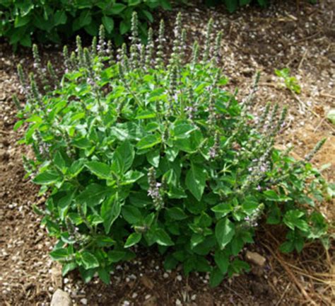 11 Health Benefits of Holy Basil (Tulsi)