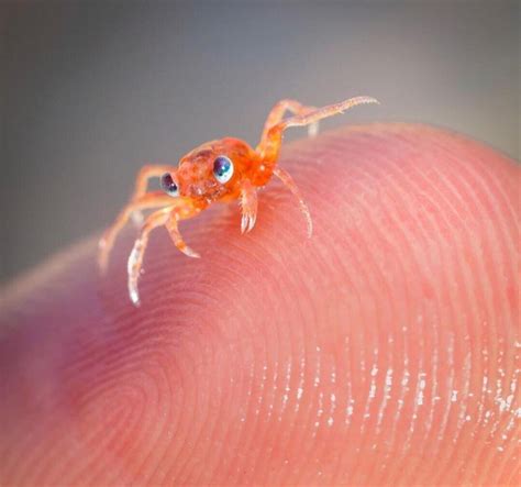 This baby crab is really cute! : r/aww