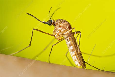 Culex quinquefasciatus mosquito - Stock Image - C056/6181 - Science ...