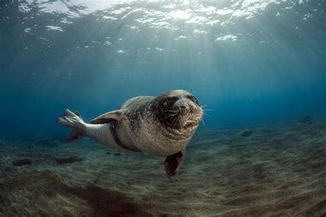 Seals: Lifestyle, Habitat and Interesting Facts