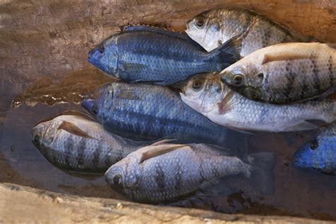 Lake Malawi is home to unique fish species. Nearly 10% are endangered