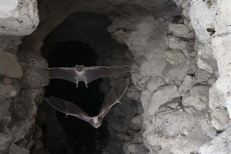 New DNA screening reveals blood sources for vampire bats