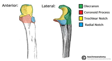 The Ulna - Proximal - Shaft - Distal - TeachMeAnatomy