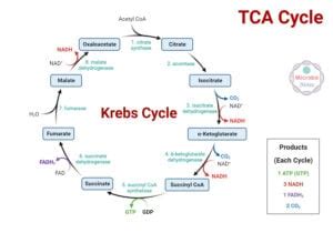 Krebs Cycle: Steps, Enzymes, Products & Diagram