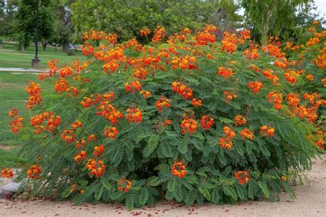 Pride of Barbados Plant caesalpinia Pulcherima Seeds - Etsy Canada