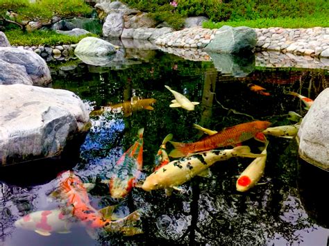 A Comprehensive Guide to Koi Ponds