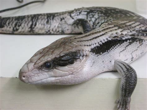 Eastern Blue-tongue Lizard - The Australian Museum