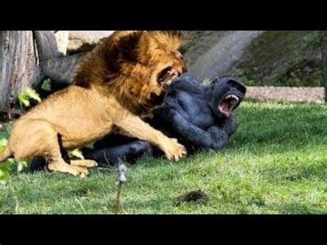 Lion vs Baboon---Real Fight---Who is the strongest - YouTube