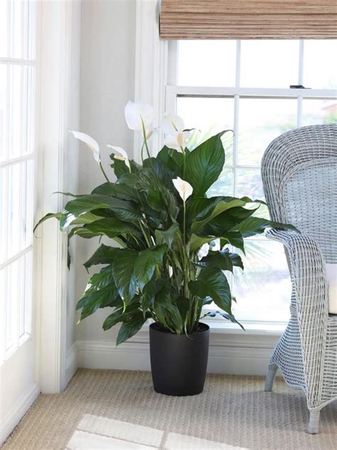 30 Low-Light Indoor Plants | Best Houseplants for Shade | HGTV