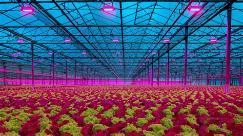 Oreon | Greenhouse LED grow lights