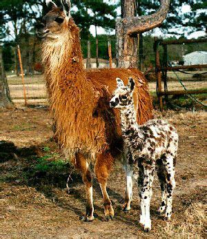 Discover the Intelligent and Trainable Llama Breeds