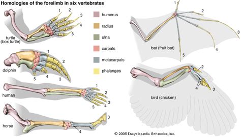 Whale Skeleton Diagram