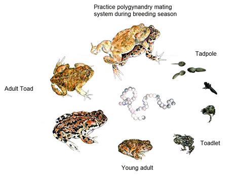 Cane Toad Life Cycle