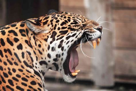 10 Enthralling Jaguar Facts