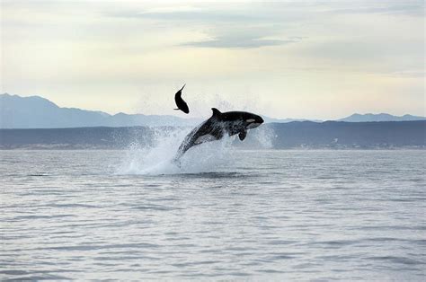 Killer Whale Hunting Photograph by Christopher Swann - Pixels