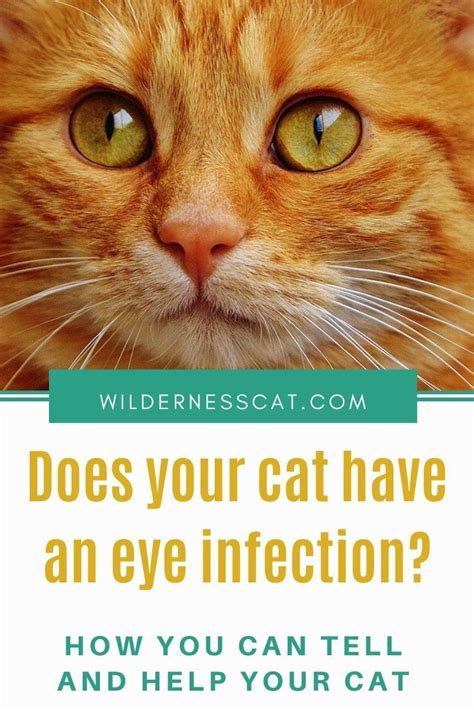 Home Remedies for Cat Eye Infection - Wildernesscat | Cat eye problems ...