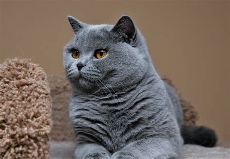 Pin by Erchia Noor on Cat Species | Cat species, British shorthair ...