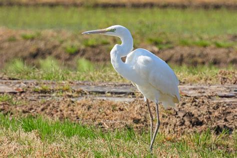 Burung Bangau Sawah - Homecare24