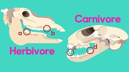 Carnivore Teeth Diagram