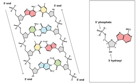 Parts Of Dna Diagram Dna Replication Structure Cell Stages