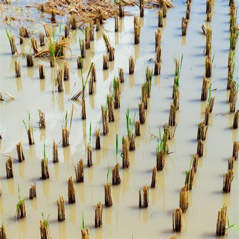 Why Rice Is Grown In Water? Why The Fields Are Flooded - Foodiosity