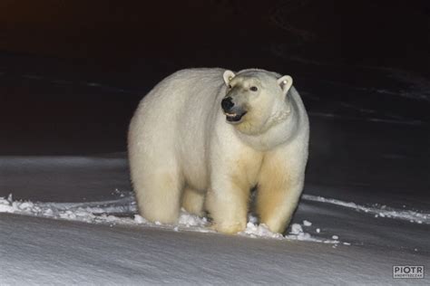 Black skin of a polar bear - Polarpedia