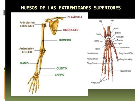 Anatomía y Fisiología humana: SISTEMA ESQUELÉTICO.