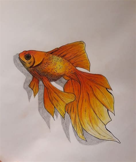 Fish Goldfish Drawing