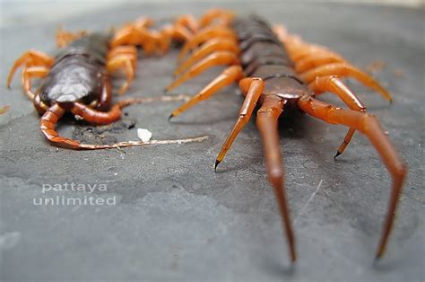 Thailand’s Monster Poisonous Centipede