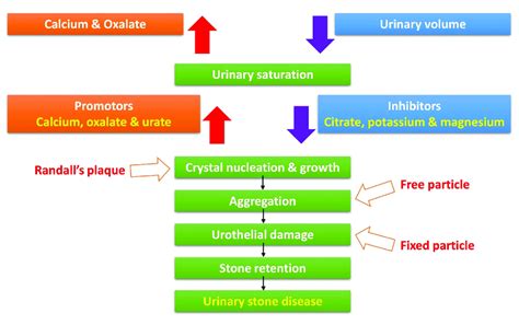 Process of calcium oxalate stone formation. | Download Scientific Diagram