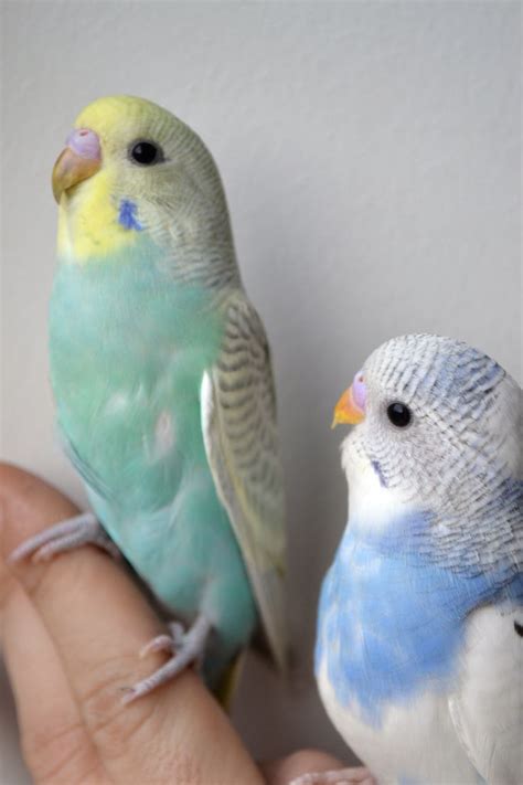 17 Best images about Budgie L♥ve on Pinterest | Opaline, Pretty boys ...