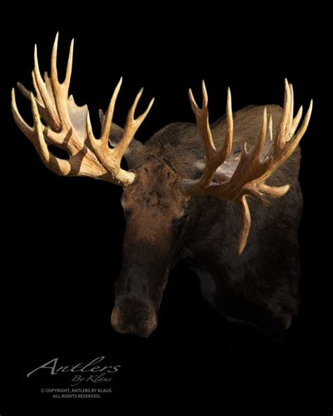 World Record Hook Bull Moose - Antlers by Klaus