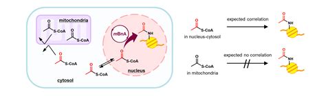 A chemical catalyst that promotes histone acetylation like enzymes in ...